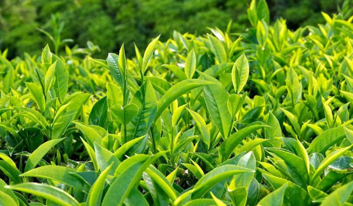 chữa rối loạn thần kinh thực vật bằng đông y có hiệu quả không