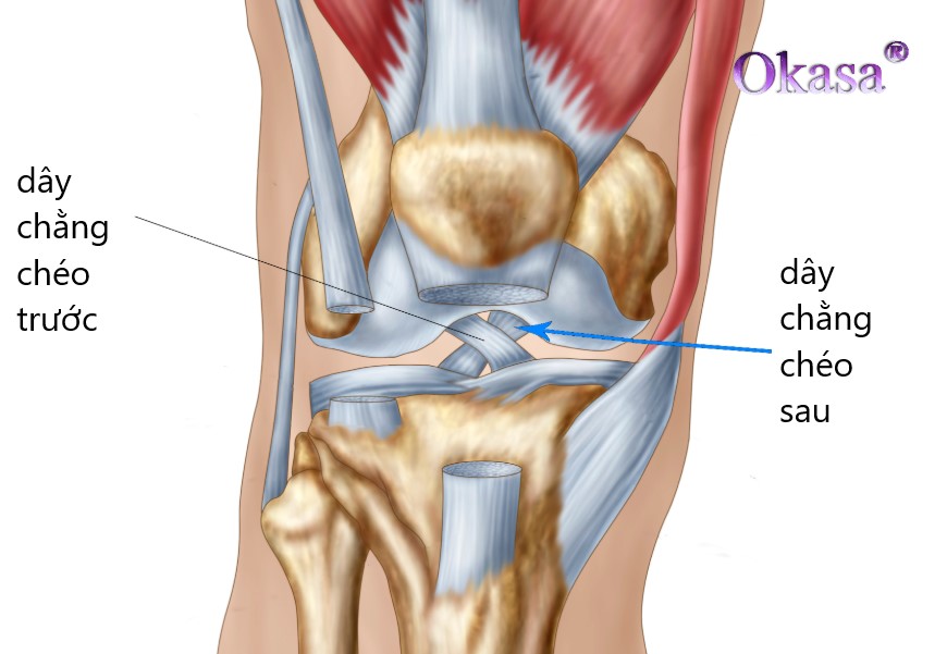 dây chằng chéo