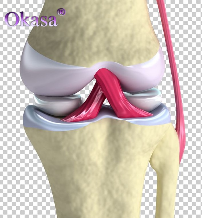 dây chằng chéo đầu gối