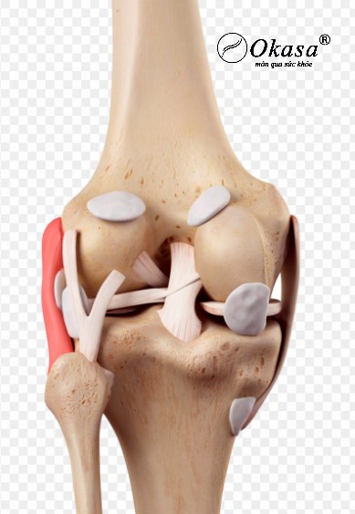 dây chằng chéo đầu gối