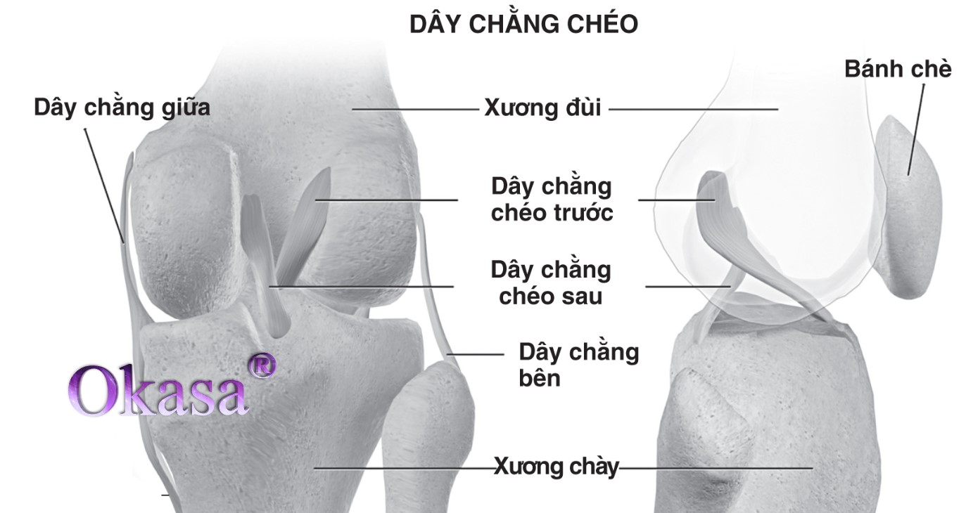 dây chằng chéo sau