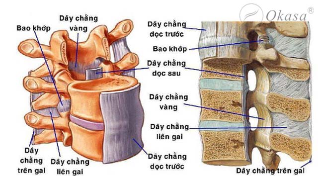 Hiểu về dây chằng vàng gây hẹp ống sống