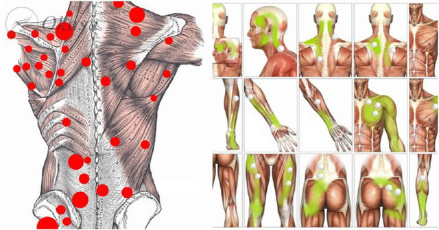 Điểm nút cơ tiềm tàng và điểm nút cơ hoạt động
