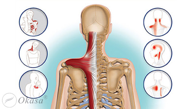 Điểm nút cơ tiềm tàng và điểm nút cơ hoạt động
