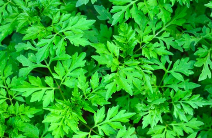 Điều trị đau nhức khớp tay chân bằng các bài thuốc đông y