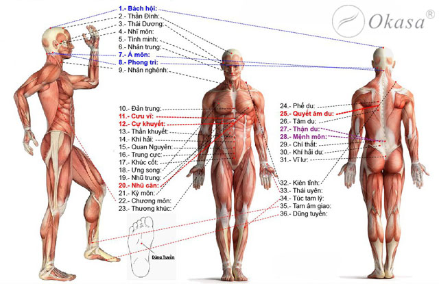 Hiểu về huyệt đạo trên cơ thể
