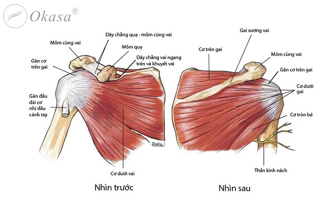 Hiểu về tình trạng rách xoay chóp vai