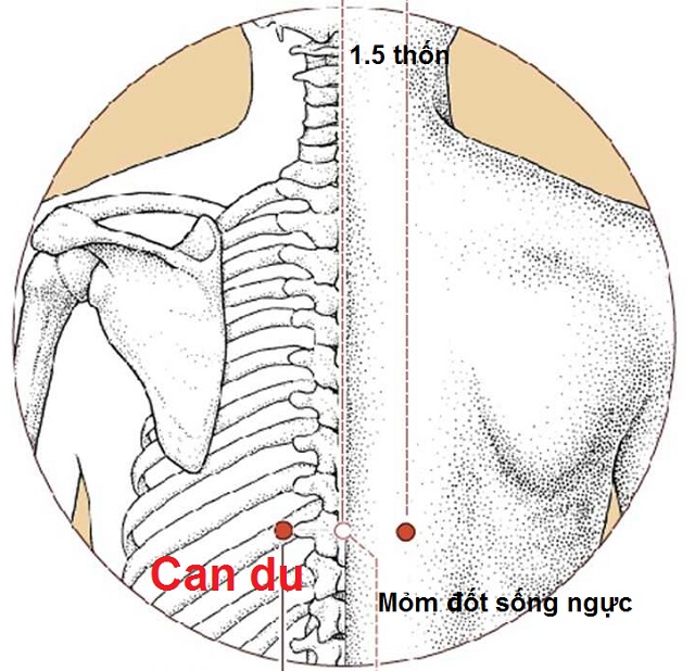 Huyệt Can Du