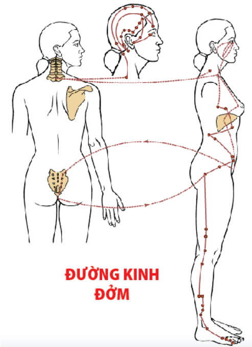 huyệt dương lăng tuyền có tác dụng gì
