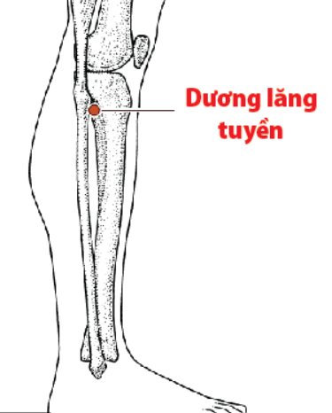 huyệt dương lăng tuyền