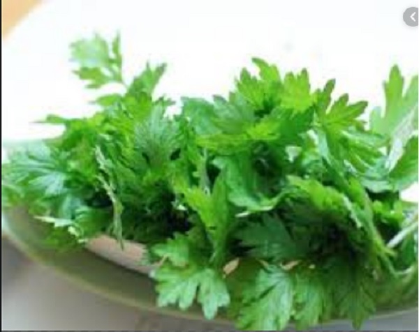 lá ngải cứu chữa đau lưng cho bà bầu