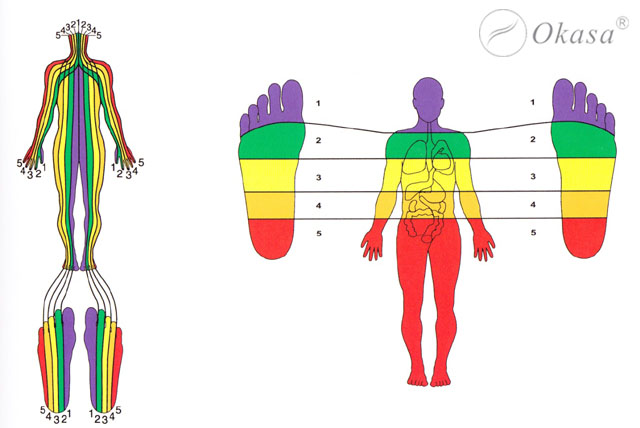 Lịch sử & quá trình phát triển của phản xạ liệu pháp