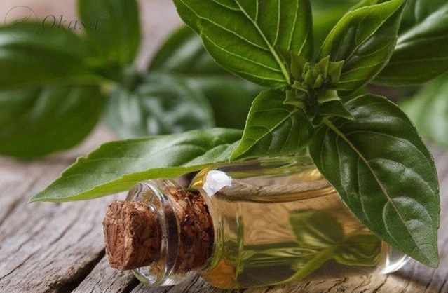 Tinh dầu húng quế không chỉ là gia vị