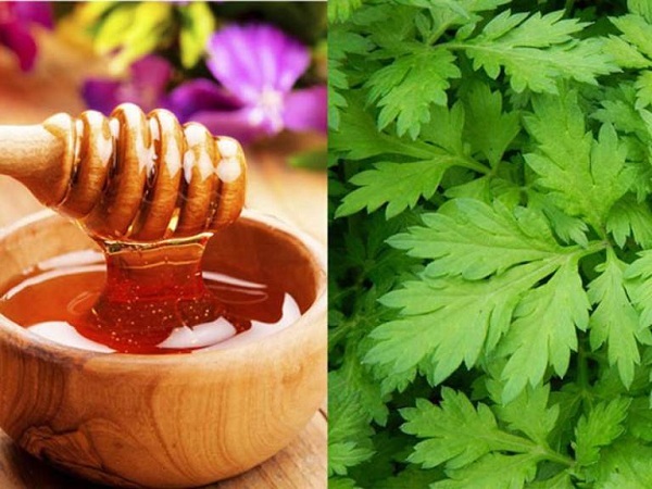 ngải cứu chữa đau lưng