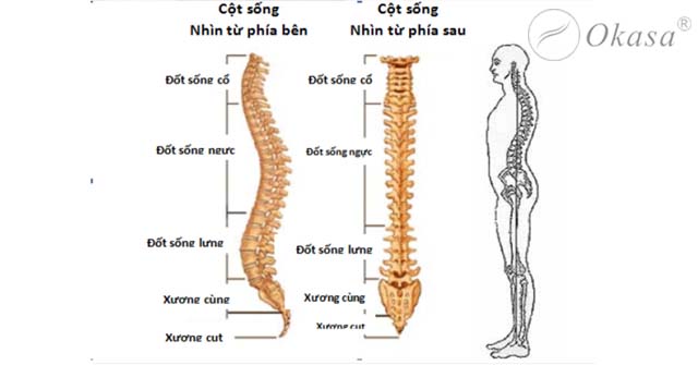 Những bệnh liên quan tới đốt sống cụt