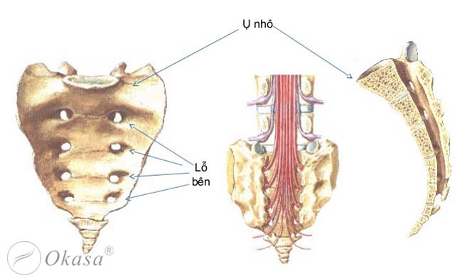 Những bệnh liên quan tới đốt sống cụt