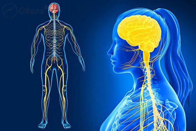 Phản xạ liệu pháp tác dụng tới các hệ cơ quan