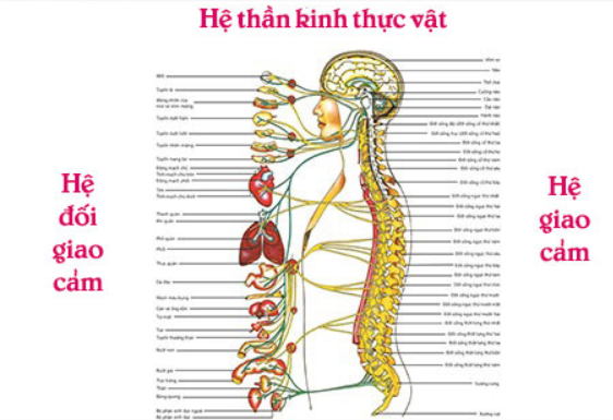 phương phápchữa rối loạn thần kinh thực vật bằng đông y