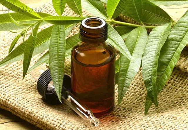 Sử dụng tinh dầu tràm trà trị sẹo lồi tại nhà