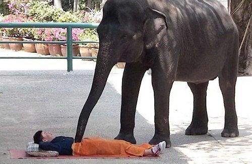 Choáng với kiểu massage bằng… voi tại Thái Lan