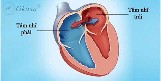 Chức năng và các bệnh lý của tâm nhĩ