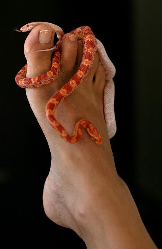 Liệu pháp massage bằng rắn ở Israel