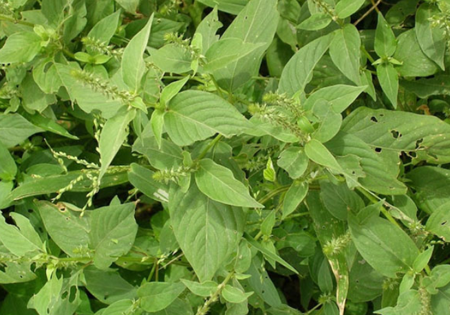 tác dụng của cây cỏ xước