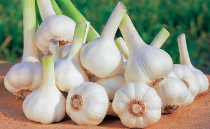 Thoái hóa khớp gối nên ăn tỏi