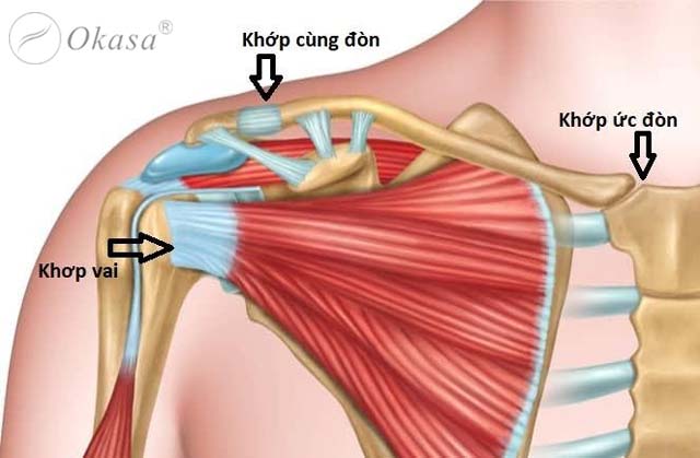 Tìm hiểu bệnh khớp cùng vai đòn bị thoái hóa