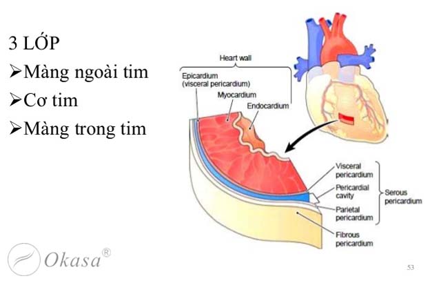 Tìm hiểu cấu tạo màng tim và bệnh viêm màng ngoài tim