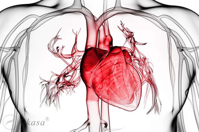 Tìm hiểu cấu tạo màng tim và bệnh viêm màng ngoài tim