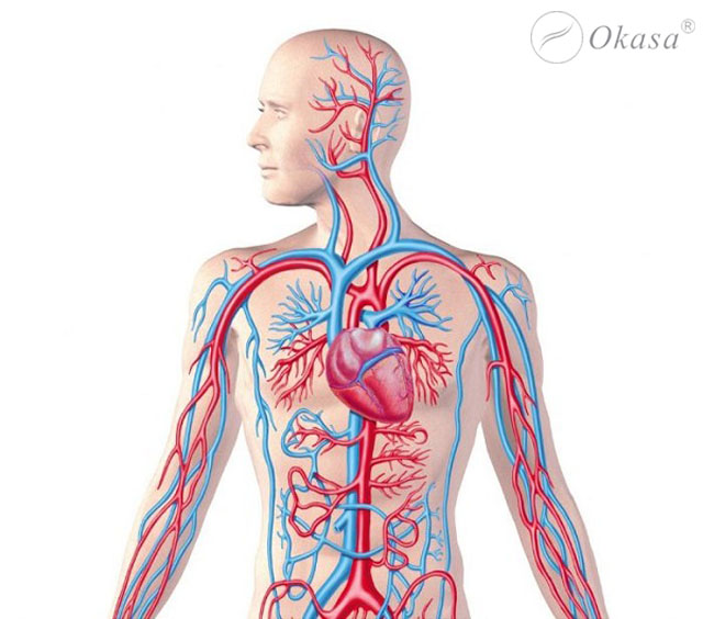 Tìm hiểu quy trình máu chảy qua tim
