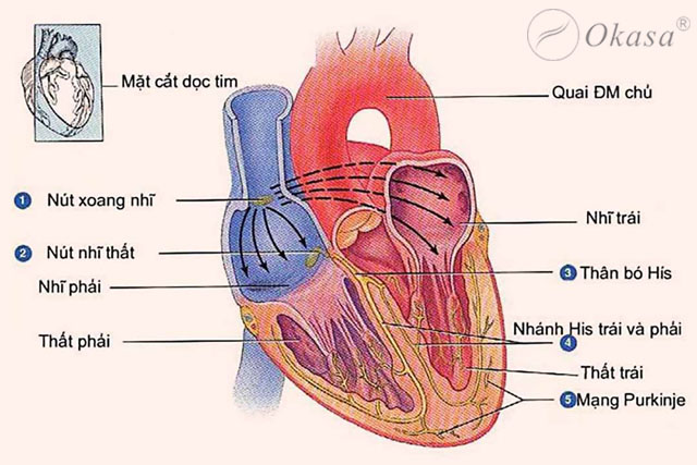 Tìm hiểu quy trình máu chảy qua tim