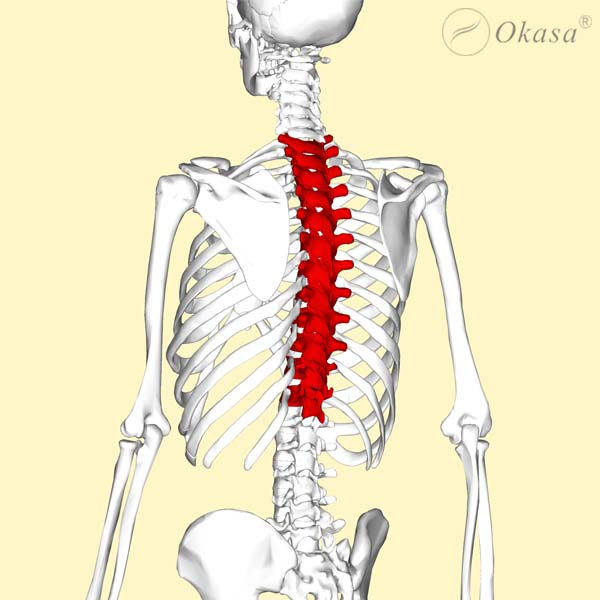 Tìm hiểu về đặc điểm của các đốt sống ngực