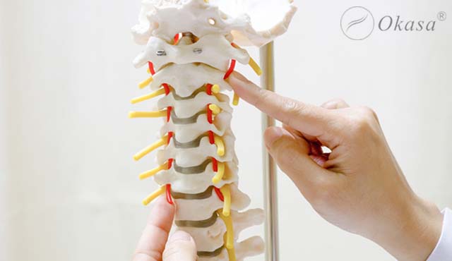 Tìm hiểu về đặc điểm của các đốt sống ngực