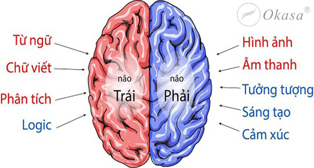 Tìm hiểu về nguyên lý phản xạ chéo
