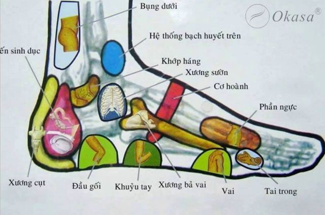 Tìm hiểu về nguyên lý phản xạ chéo