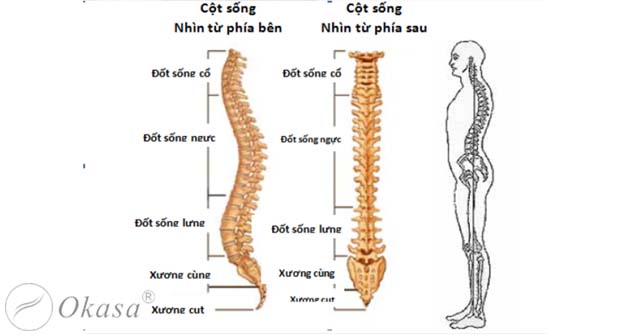 Tình trạng đau đốt sống cùng
