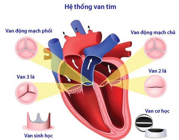 Tại vì sao tim hoạt đông suốt đời mà không mệt mỏi