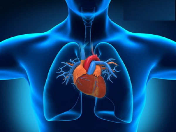vì sao tim hoạt đông suốt đời mà không mệt mỏi
