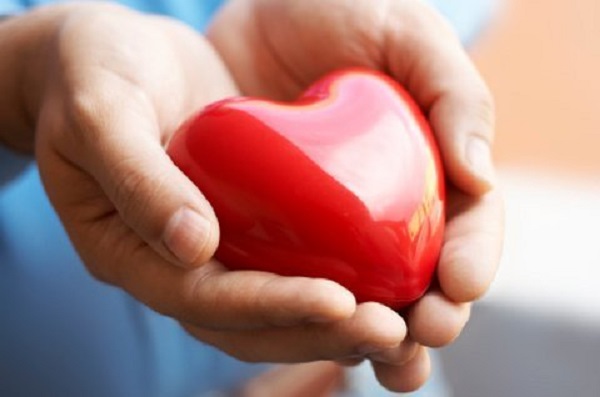 Lý giải vì sao tim hoạt đông suốt đời mà không mệt mỏi
